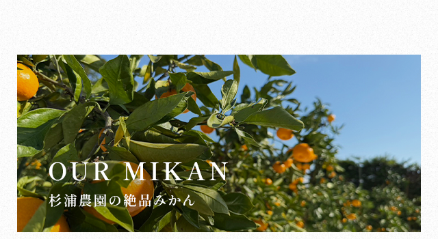 EM菌の恵みを受けた、極上の蒲郡みかん｜蒲郡市の杉浦農園｜販売中