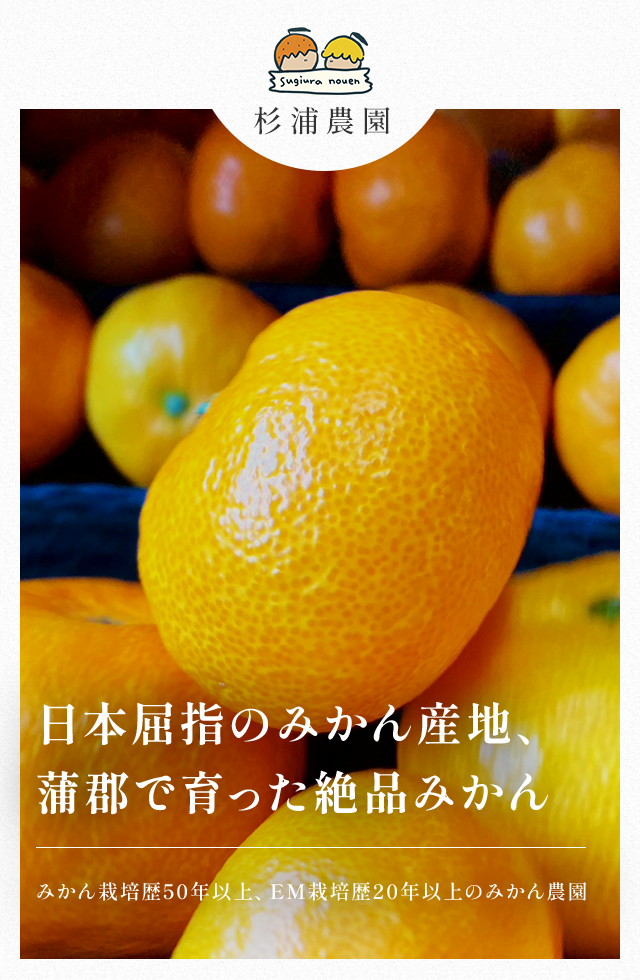 EM菌の恵みを受けた、極上の蒲郡みかん｜蒲郡市の杉浦農園｜販売中